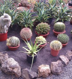 Cactuses & succulents