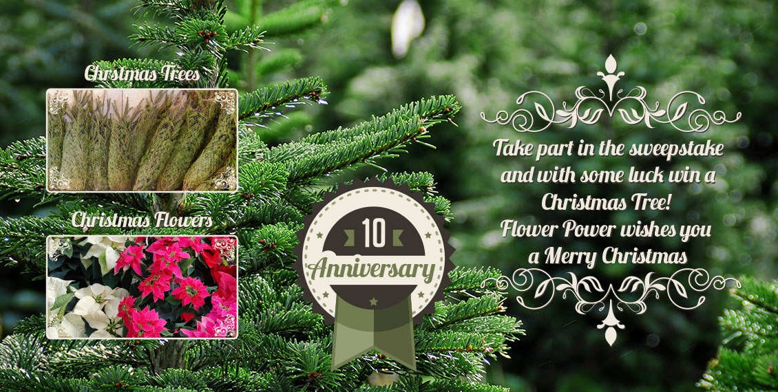 Participate and win a Christmas tree