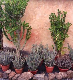 Cactus & suculentas