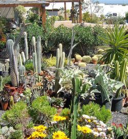 Cactus & suculentas